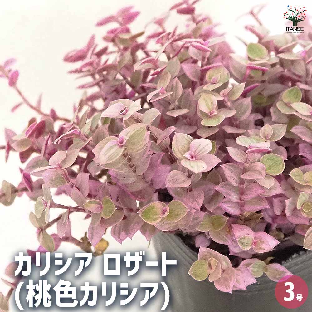 シダレ花桃の木（曲がりありカッチョイイサイズ） 楽天市場】プレゼントに 盆栽 鉢植え 仕立樹形 2026年4月上旬～5月頃