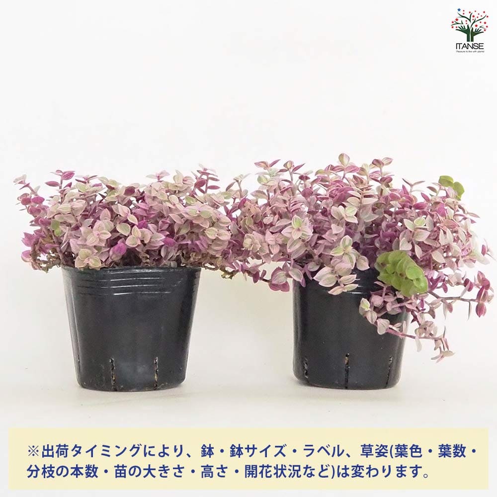 カリシア ロザート(桃色カリシア) 【多肉植物 3号】｜ 【植物の
