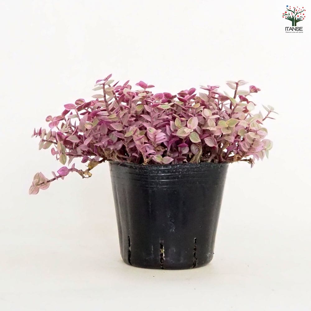 中型ロゼット型多肉植物 ピンク*3 中型ロゼット型多肉植物 ピンク*3 多肉植物図鑑】初心者に