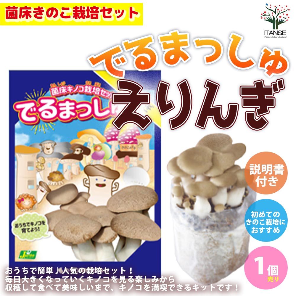 菌床きのこ栽培セット”でるまっしゅ” えりんぎ 【セット内容：えりんぎ