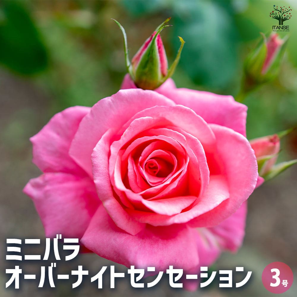 ミニ薔薇 オーバーナイトセンセーション 【花木苗 3号