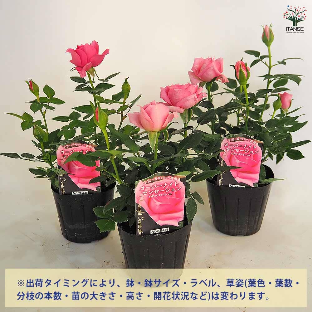 ミニ薔薇 オーバーナイトセンセーション 【花木苗 3号