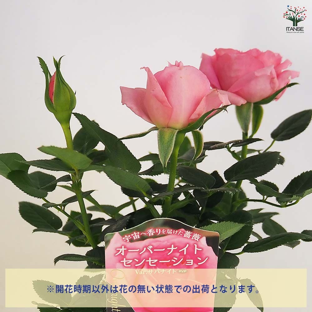 薔薇 八重咲きミニバラ苗木 つるバラ ピンク 香り良 - メルカリ