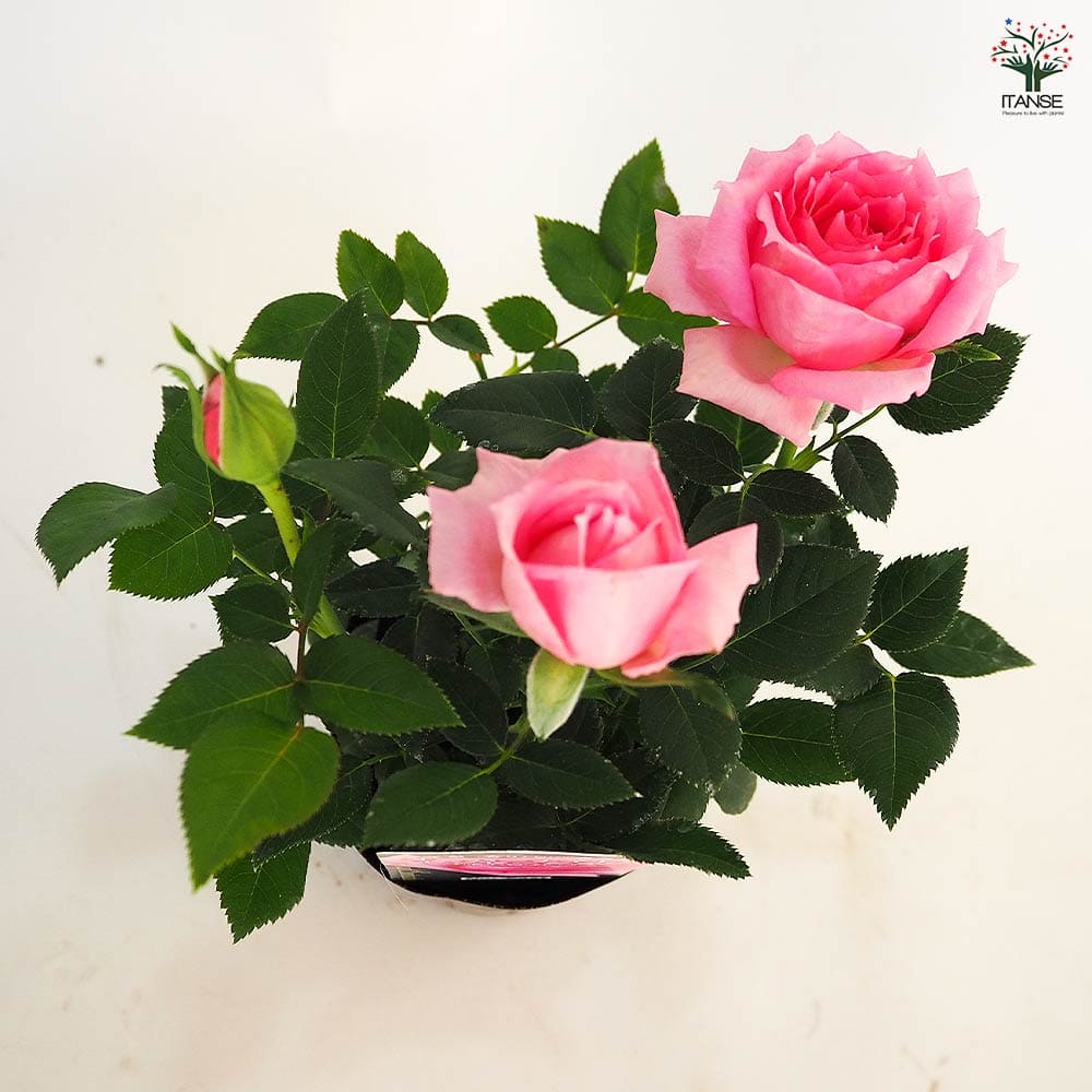 ミニ薔薇 オーバーナイトセンセーション 【花木苗 3号