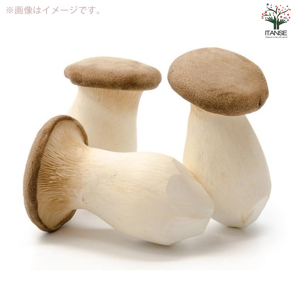 菌床きのこ栽培セット”でるまっしゅ” えりんぎ 【セット内容：えりんぎ