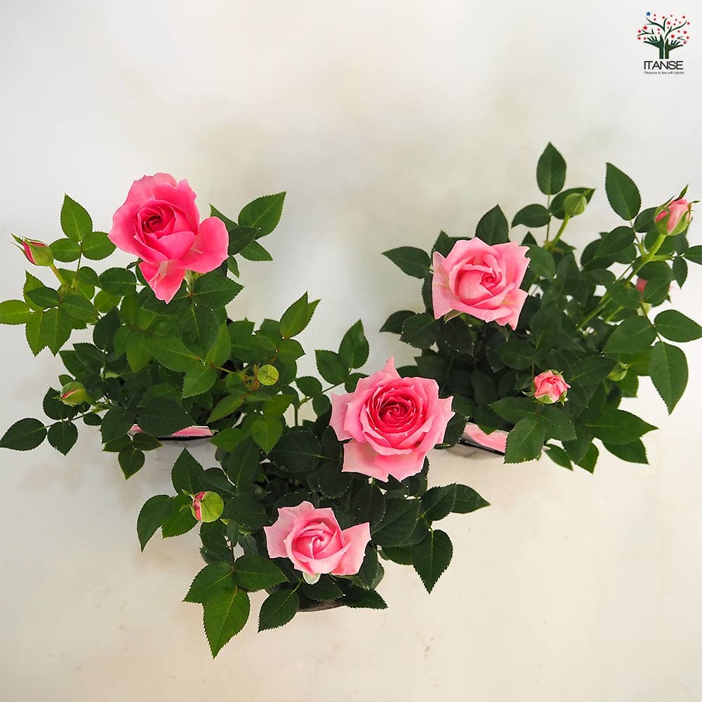 ミニ薔薇 オーバーナイトセンセーション 【花木苗 3号