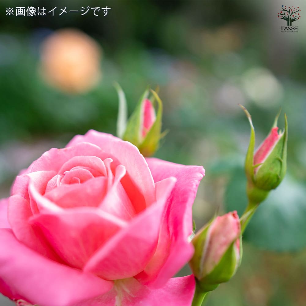 ミニ薔薇 オーバーナイトセンセーション 【花木苗 3号