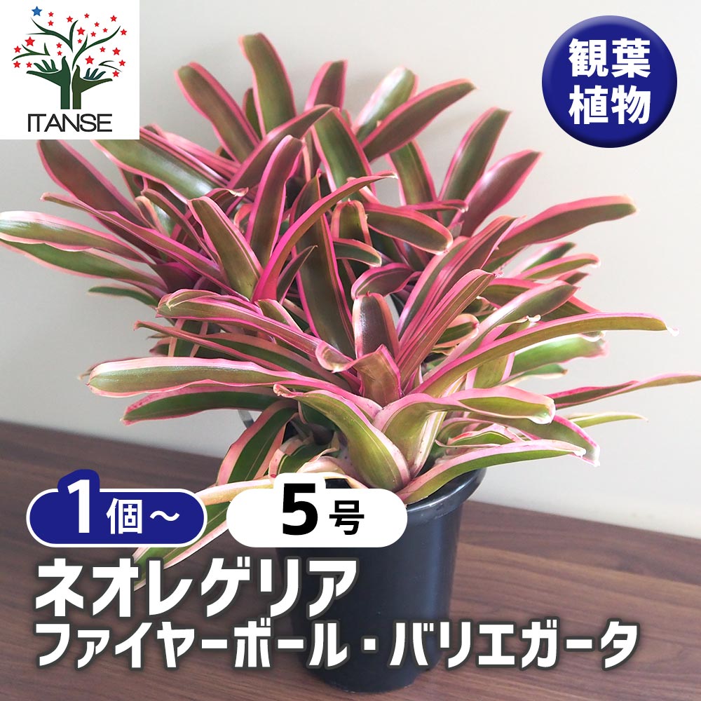 ネオレゲリア　バイーアナ　会長株 ネオレゲリア バイーアナ 会長株