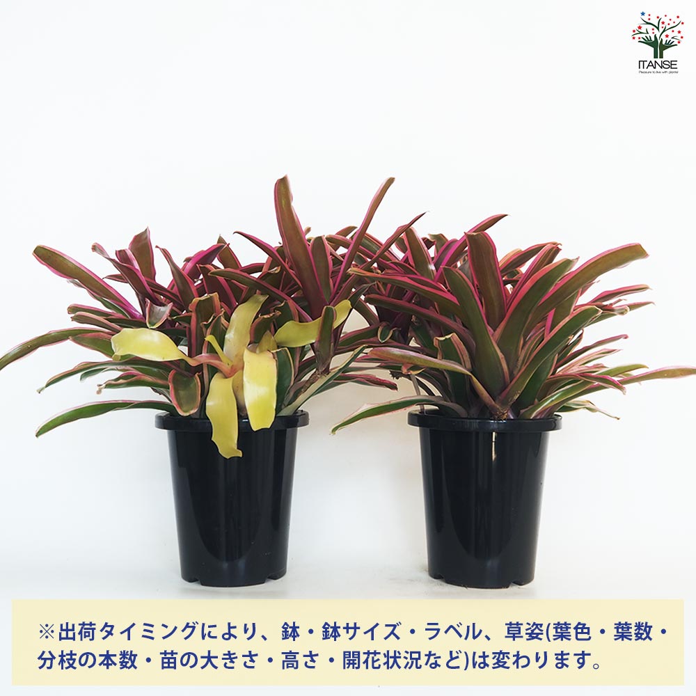ネオレゲリア ファイヤーボール バリエガータ 【観葉植物 5号／1個売り