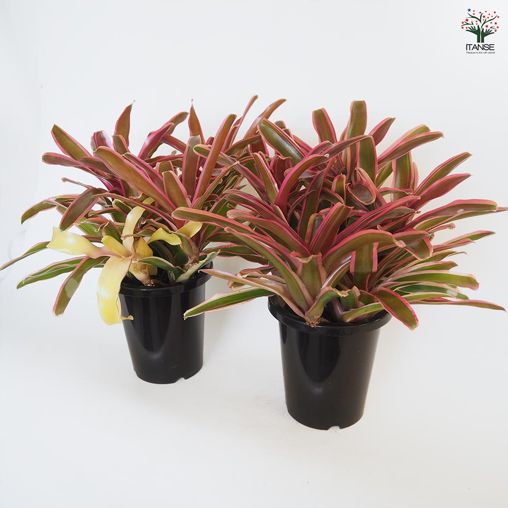 ネオレゲリア　バイーアナ　会長株 ネオレゲリア バイーアナ 会長株 ネオレゲリア バイーアナ 会長株