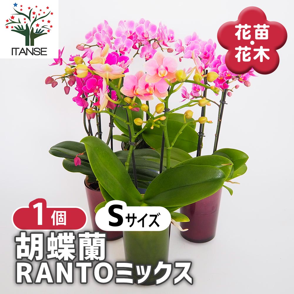 ト*可様 胡蝶蘭苗　胡蝶蘭　2鉢価格 fl-0008cart.jpg