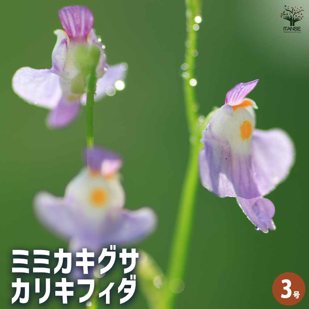 食虫植物 ミミカキグサ  カリキフィダ【観葉植物 3号／1個売り】