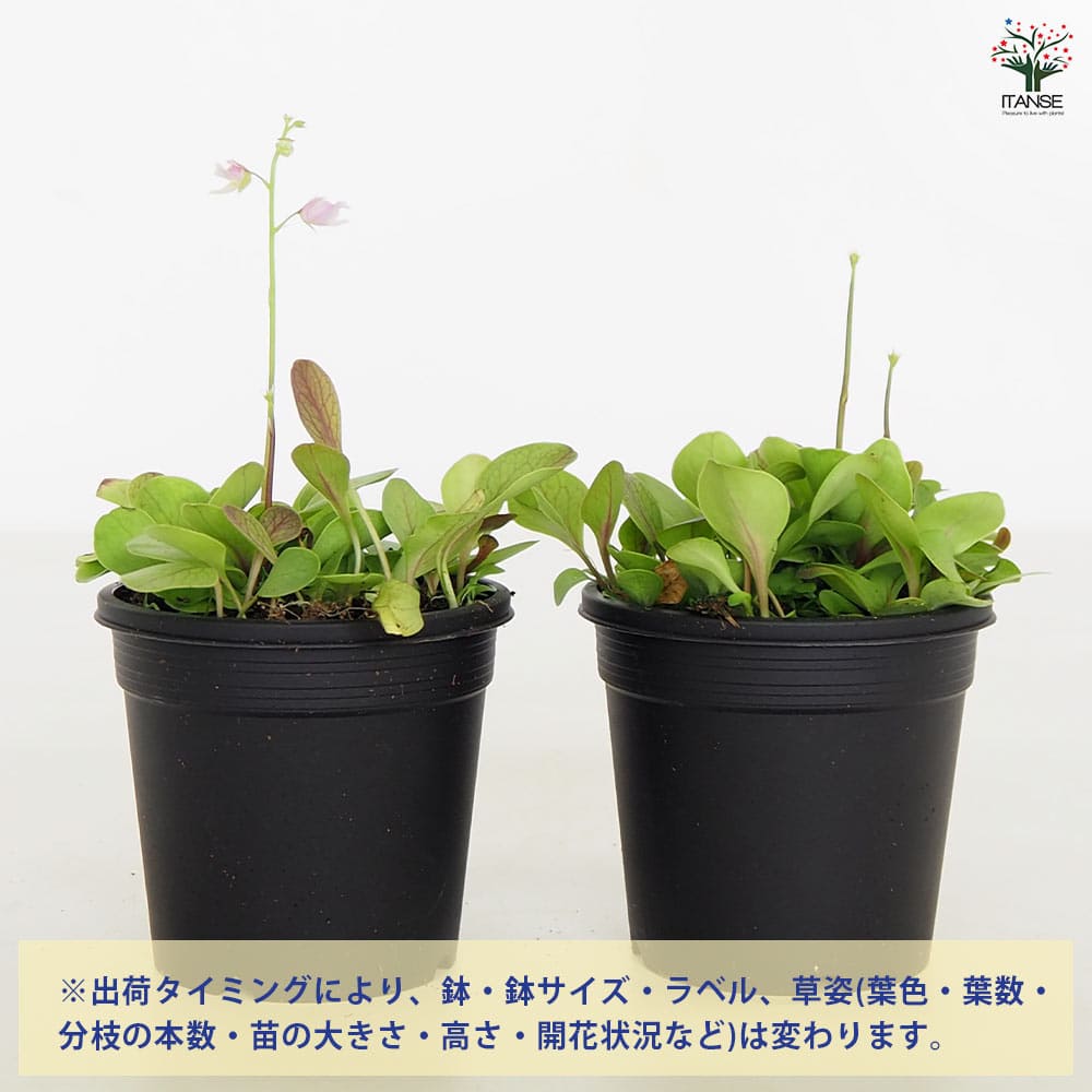 食虫植物 ミミカキグサ  カリキフィダ【観葉植物 3号／1個売り】