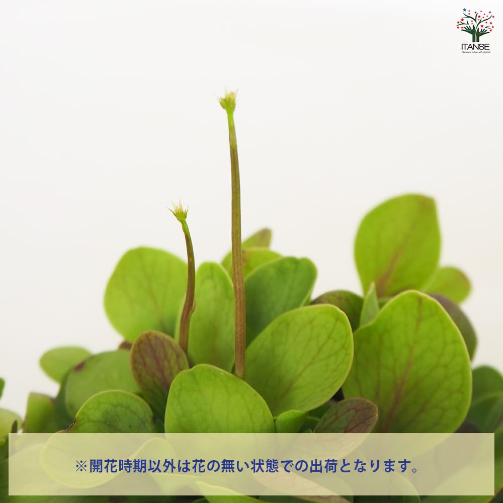 食虫植物 ミミカキグサ  カリキフィダ【観葉植物 3号／1個売り】