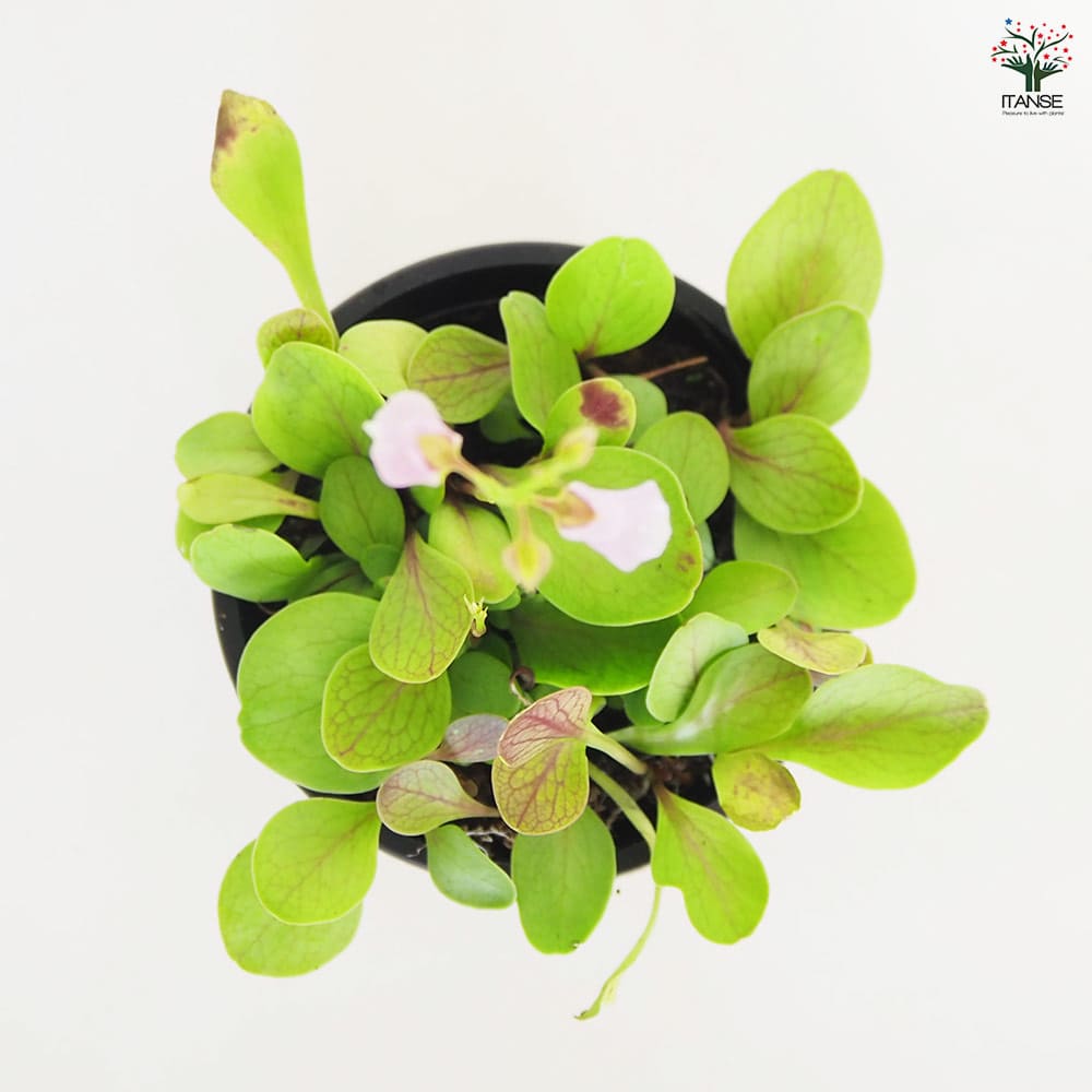 食虫植物 ミミカキグサ  カリキフィダ【観葉植物 3号／1個売り】