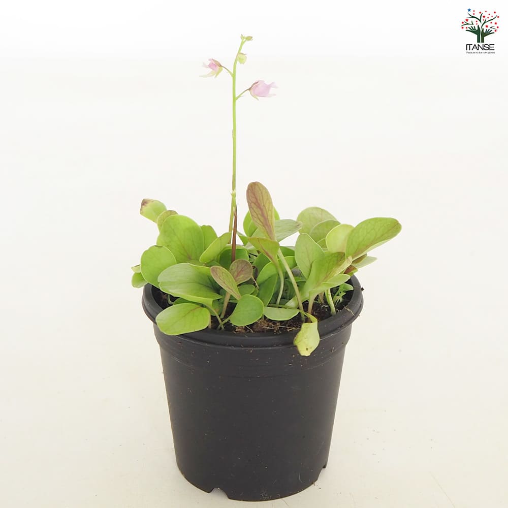食虫植物 ミミカキグサ  カリキフィダ【観葉植物 3号／1個売り】