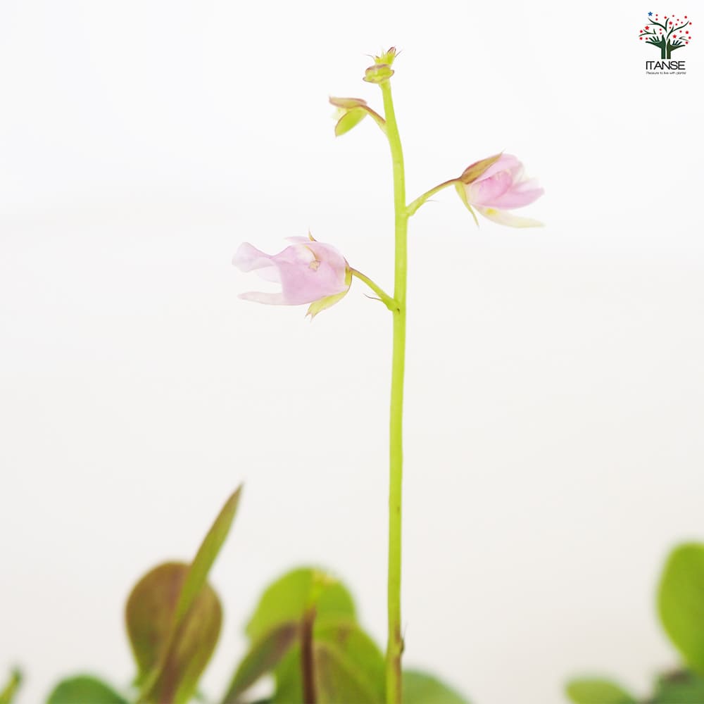 食虫植物 ミミカキグサ  カリキフィダ【観葉植物 3号／1個売り】