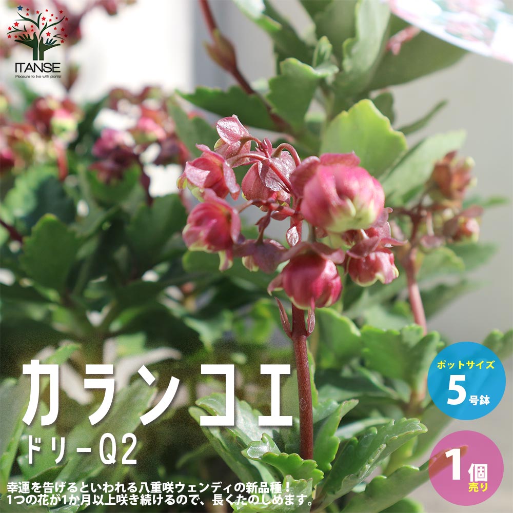 カランコエ・ドリーQ【花苗 2.5号鉢 多肉植物／1個売り】