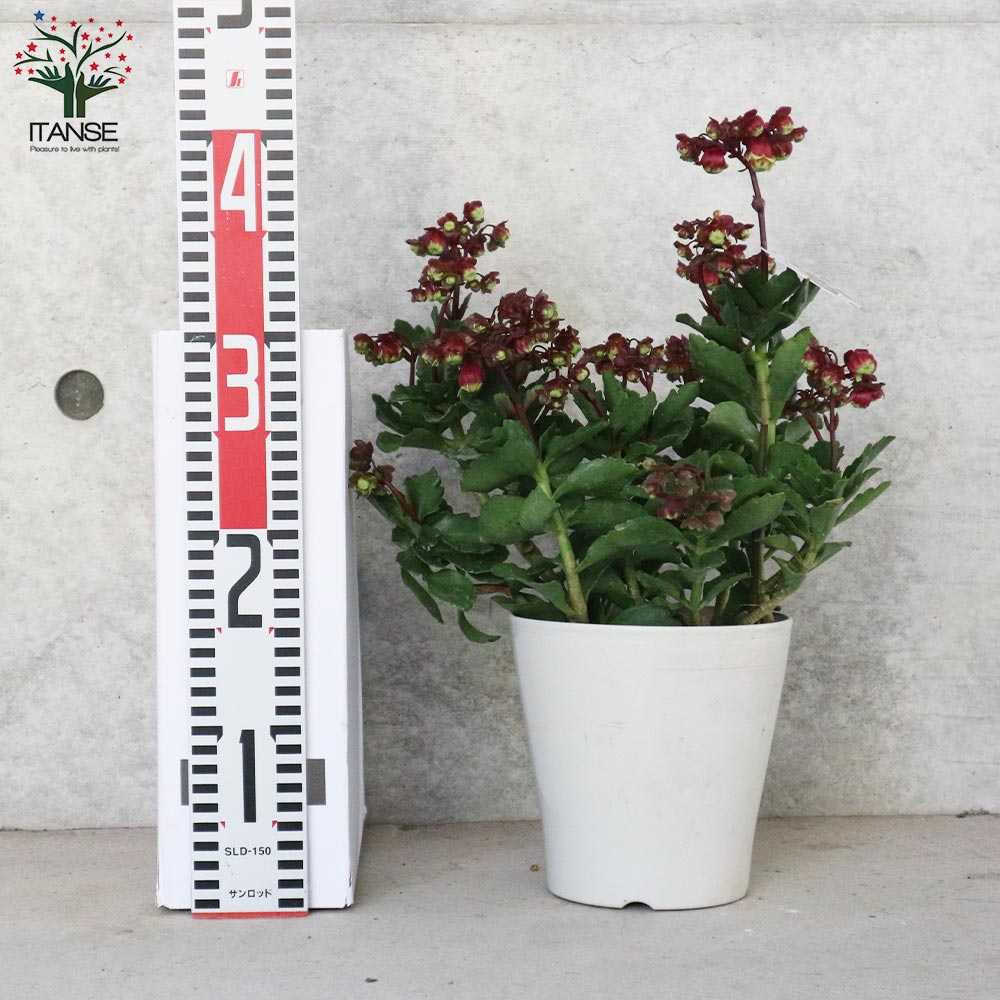 カランコエ・ドリーQ【花苗 2.5号鉢 多肉植物／1個売り】