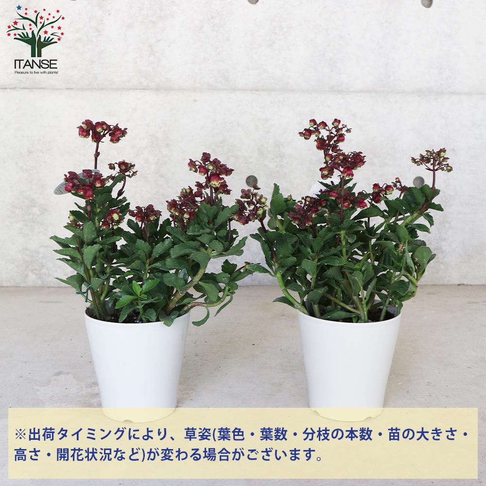 カランコエ・ドリーQ【花苗 2.5号鉢 多肉植物／1個売り】