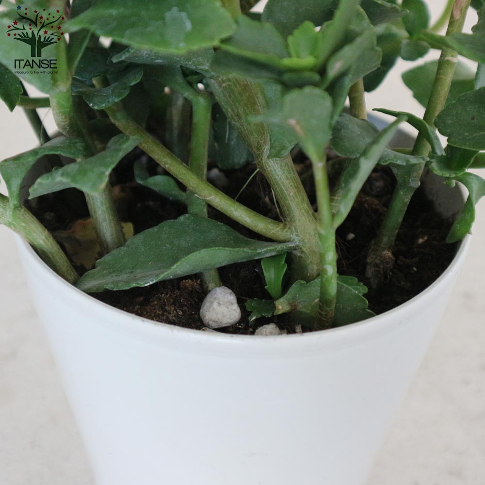 カランコエ・ドリーQ【花苗 2.5号鉢 多肉植物／1個売り】