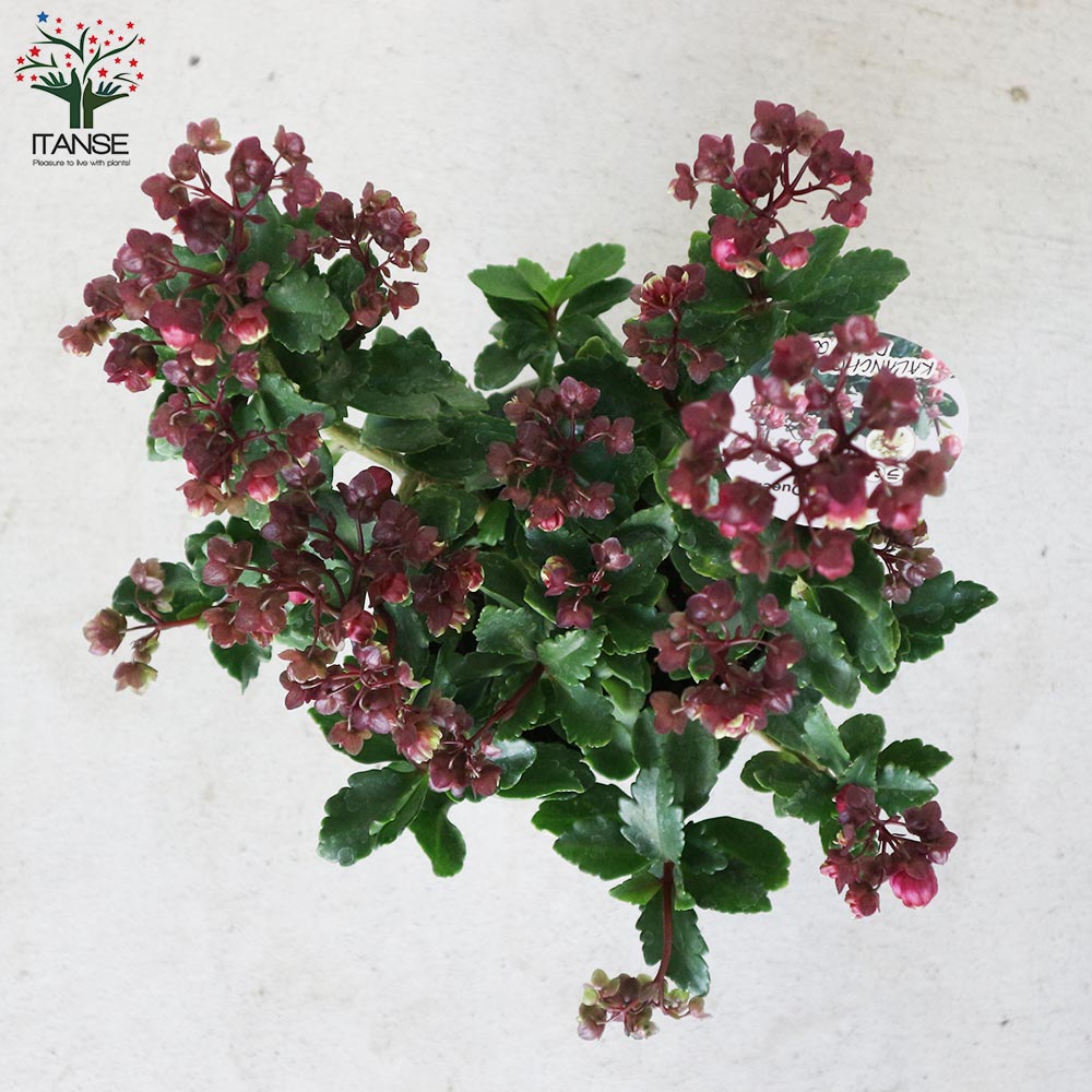 カランコエ・ドリーQ【花苗 2.5号鉢 多肉植物／1個売り】