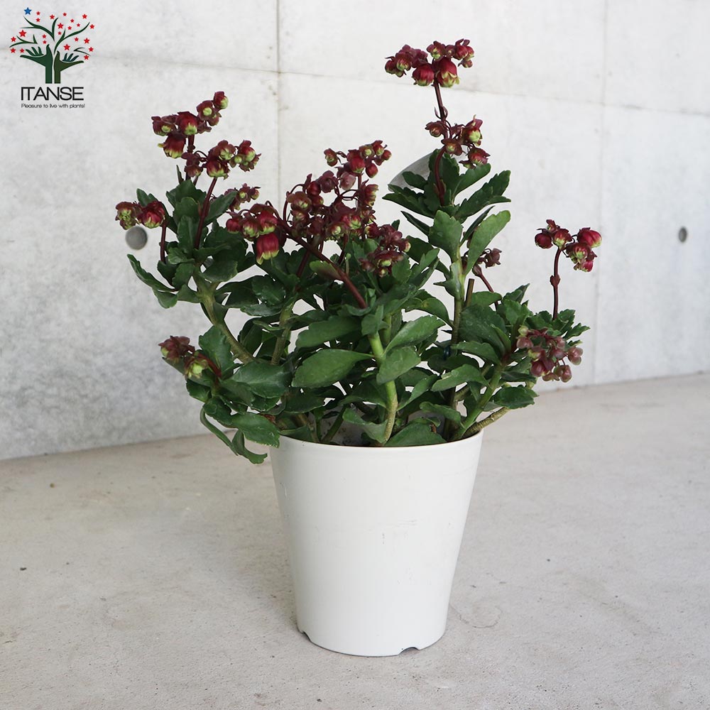 カランコエ・ドリーQ【花苗 2.5号鉢 多肉植物／1個売り】