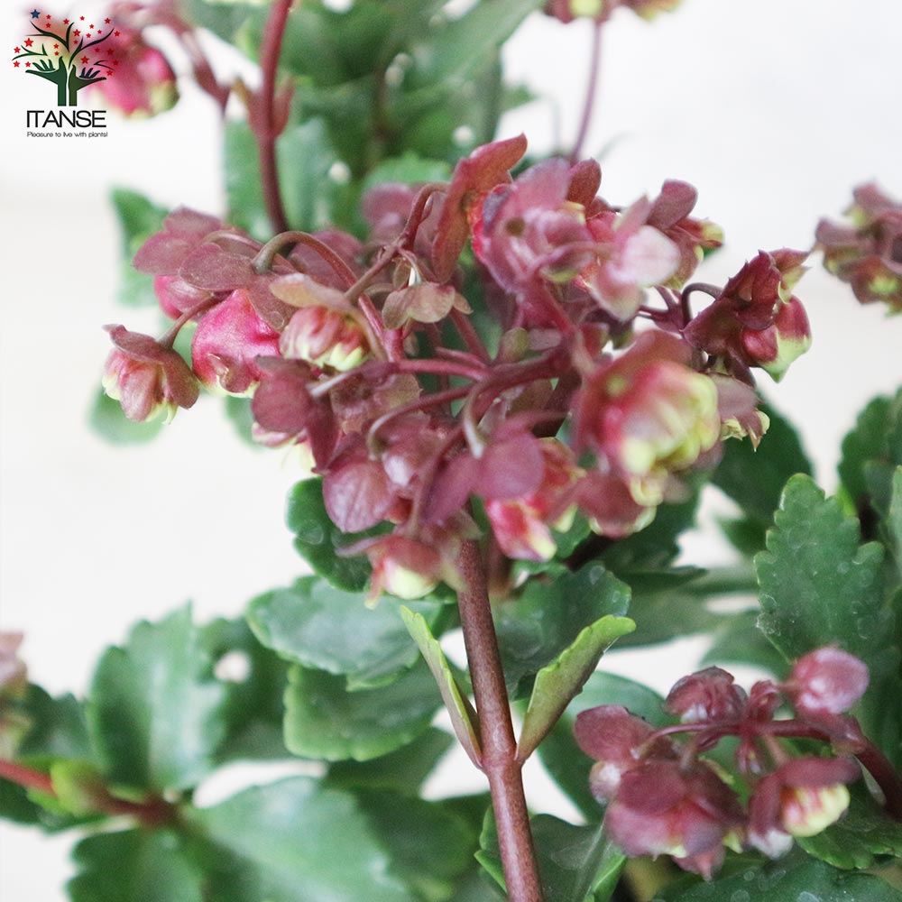 カランコエ・ドリーQ【花苗 2.5号鉢 多肉植物／1個売り】