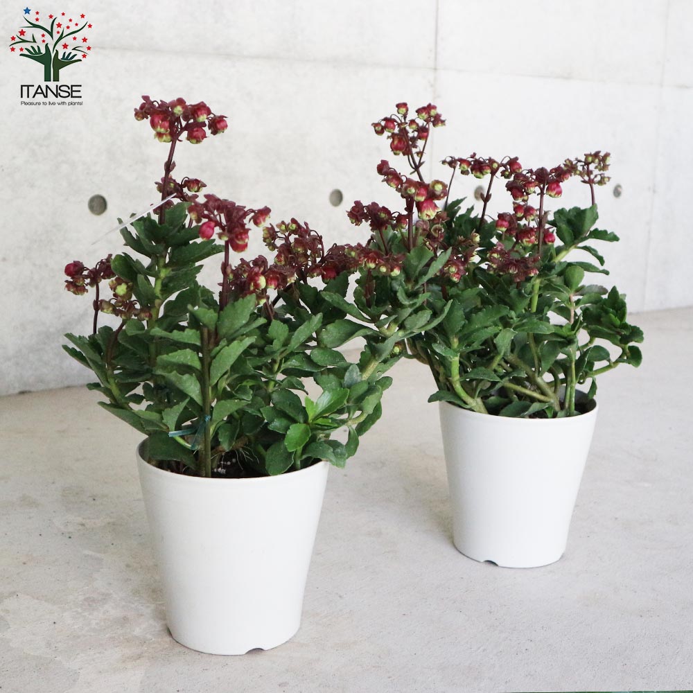 カランコエ・ドリーQ【花苗 2.5号鉢 多肉植物／1個売り】