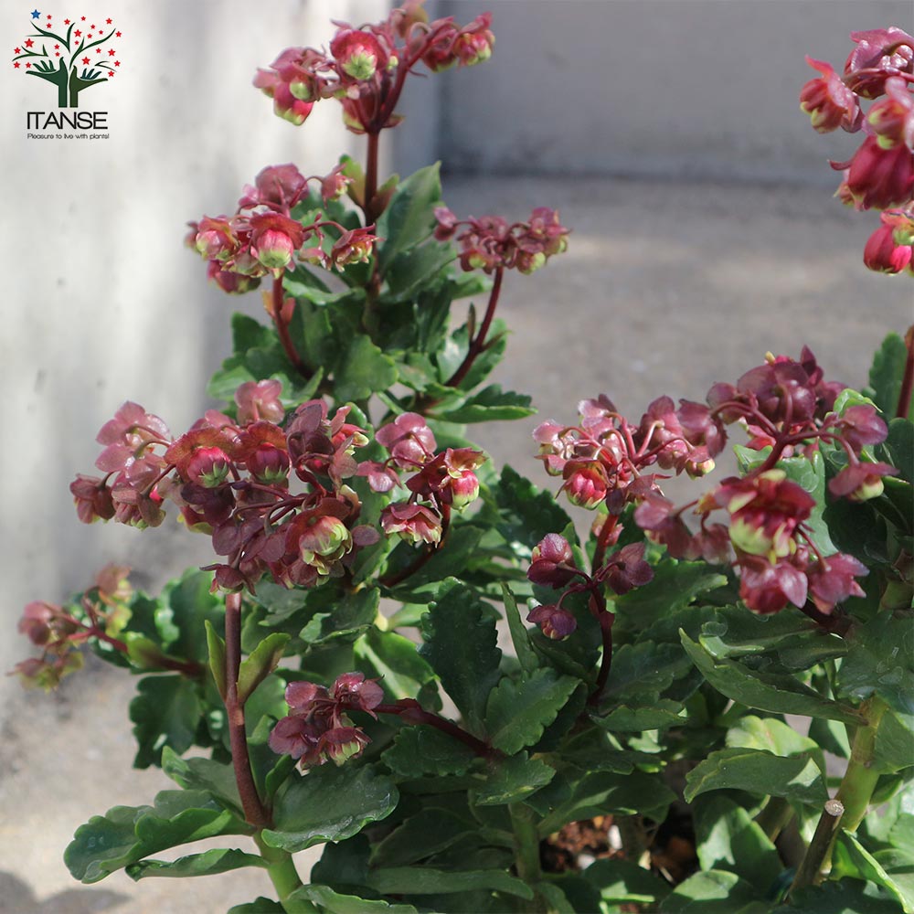 カランコエ・ドリーQ【花苗 2.5号鉢 多肉植物／1個売り】