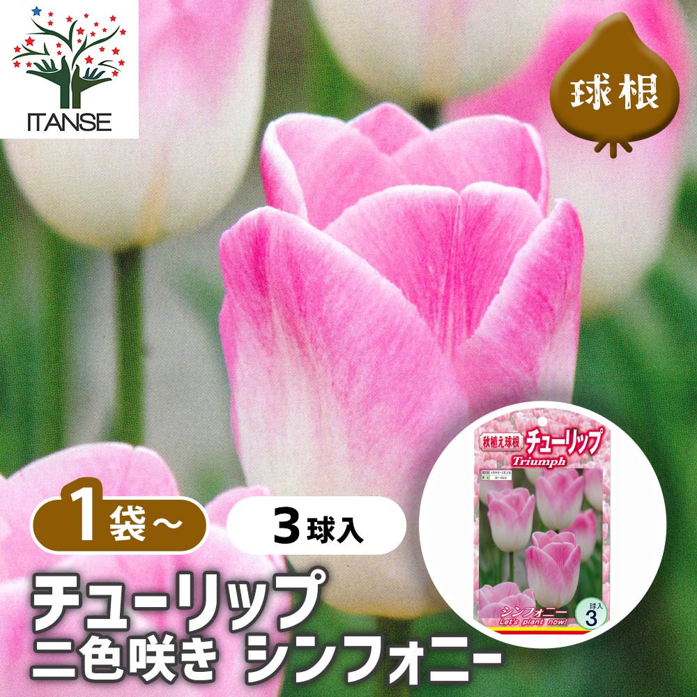 チューリップ 二色咲き シンフォニー