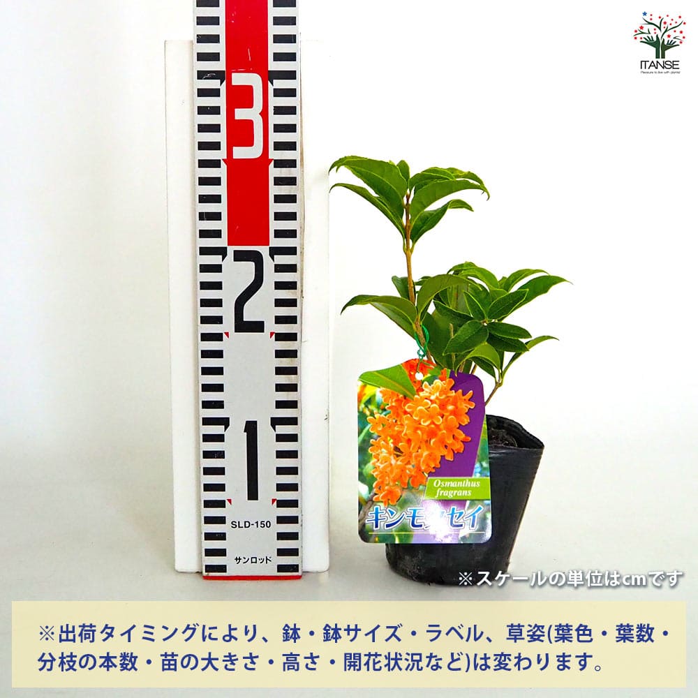 キンモクセイ 【花木苗 3.5号】