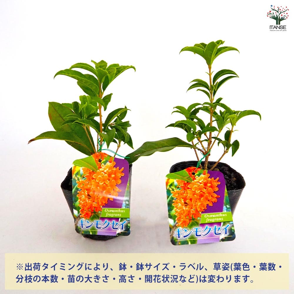 キンモクセイ 【花木苗 3.5号】｜ 【植物のITANSE】全品送料無料