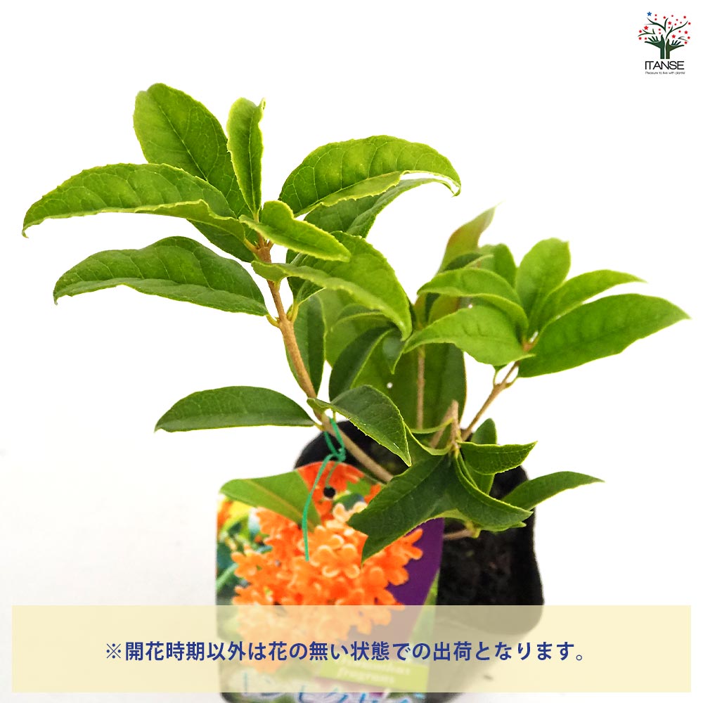 キンモクセイ 【花木苗 3.5号】｜ 【植物のITANSE】全品送料無料