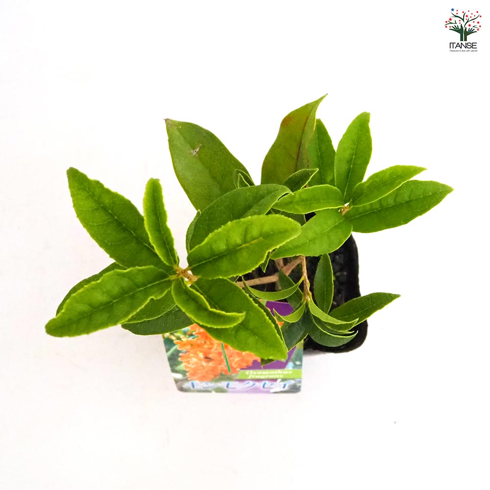 キンモクセイ 【花木苗 3.5号】