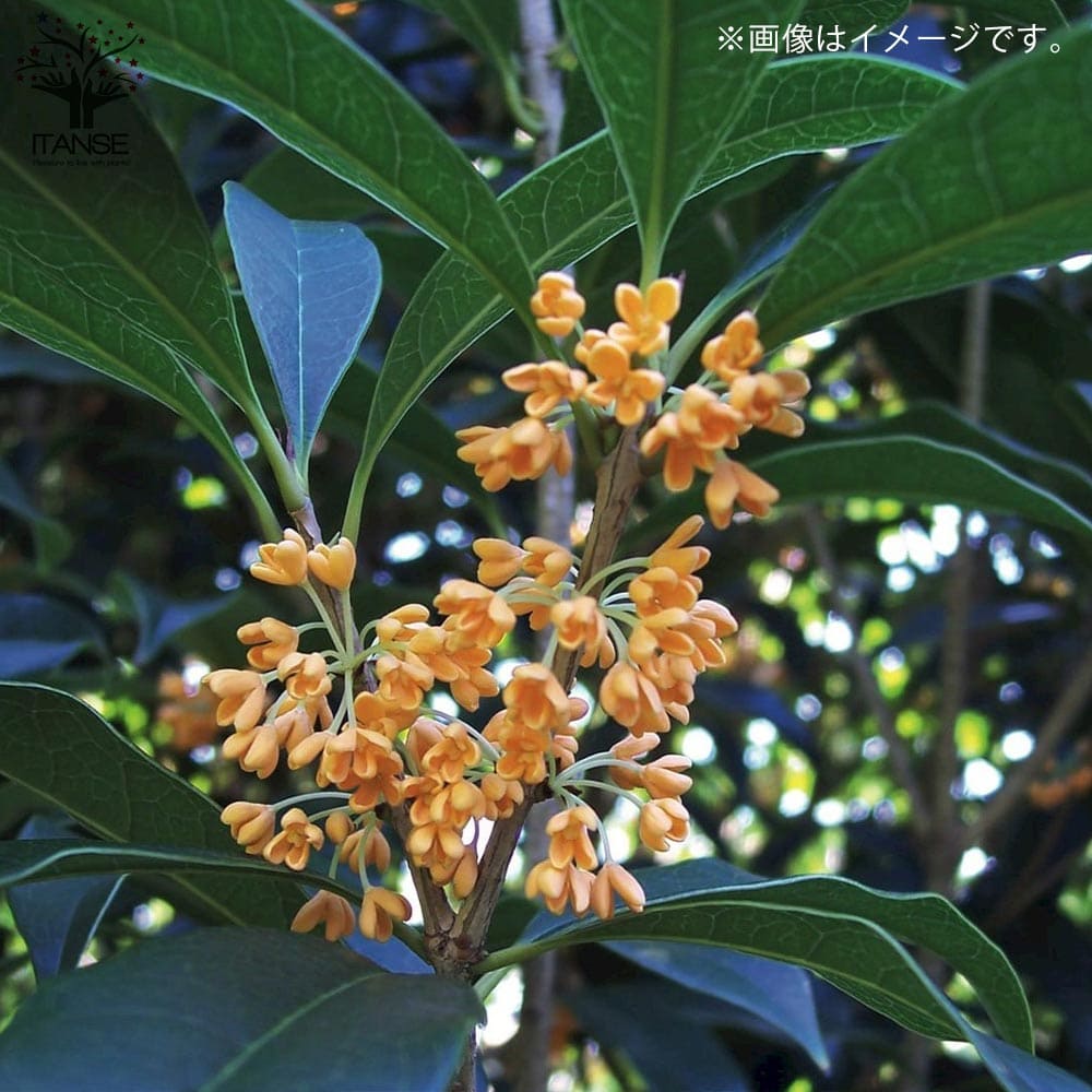 キンモクセイ 【花木苗 3.5号】｜ 【植物のITANSE】全品送料無料