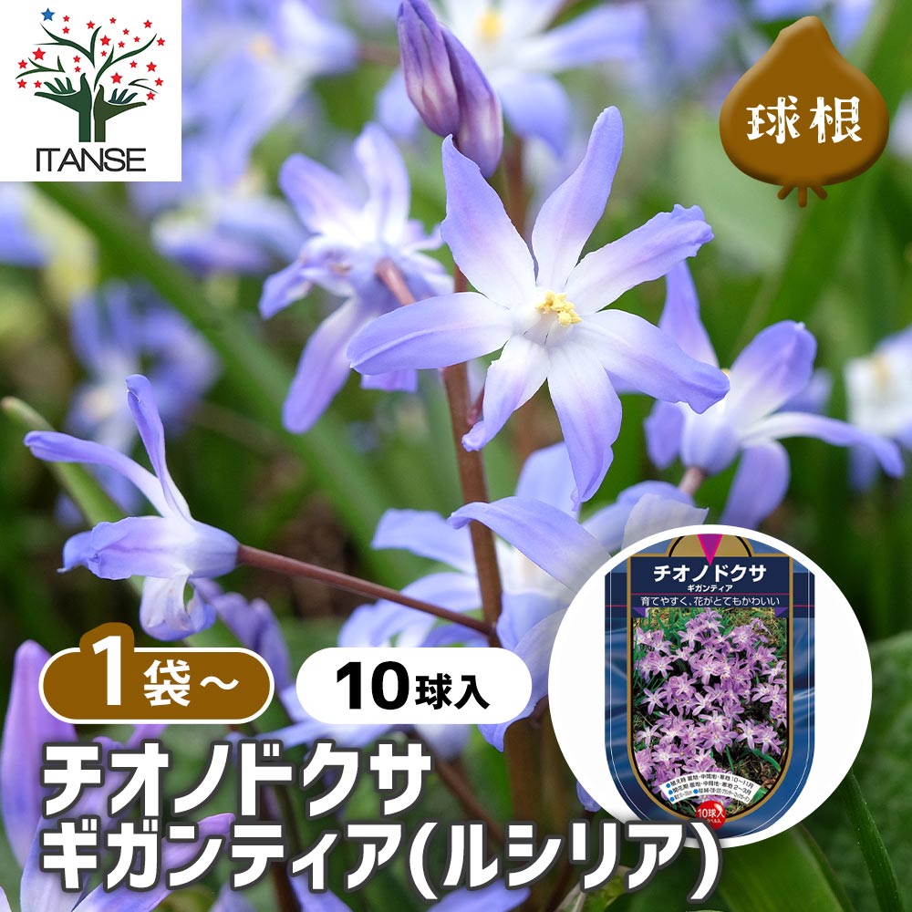 花球根 チオノドクサ ギガンティア(ルシリアエ) 【花球根 10球