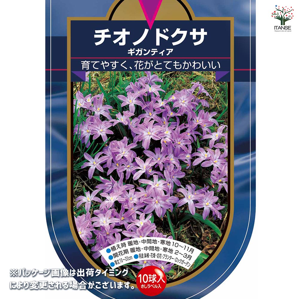 花球根 チオノドクサ ギガンティア(ルシリアエ) 【花球根 10球】