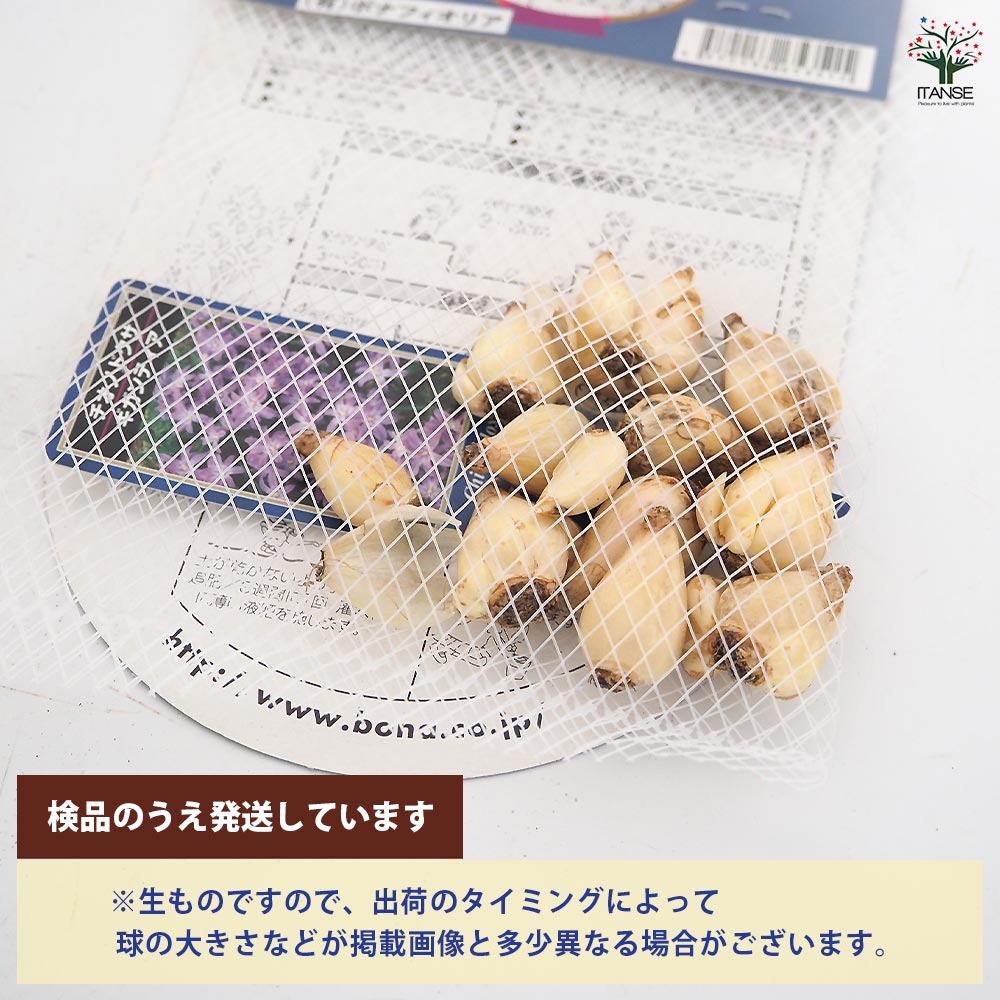 花球根 チオノドクサ ギガンティア(ルシリアエ) 【花球根 10球】