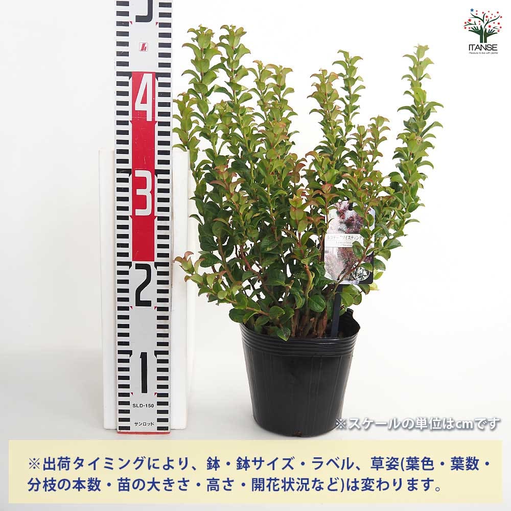 西洋岩南天 ツイスティングレッド 【花木苗 5号／1個売り】｜ 【植物の