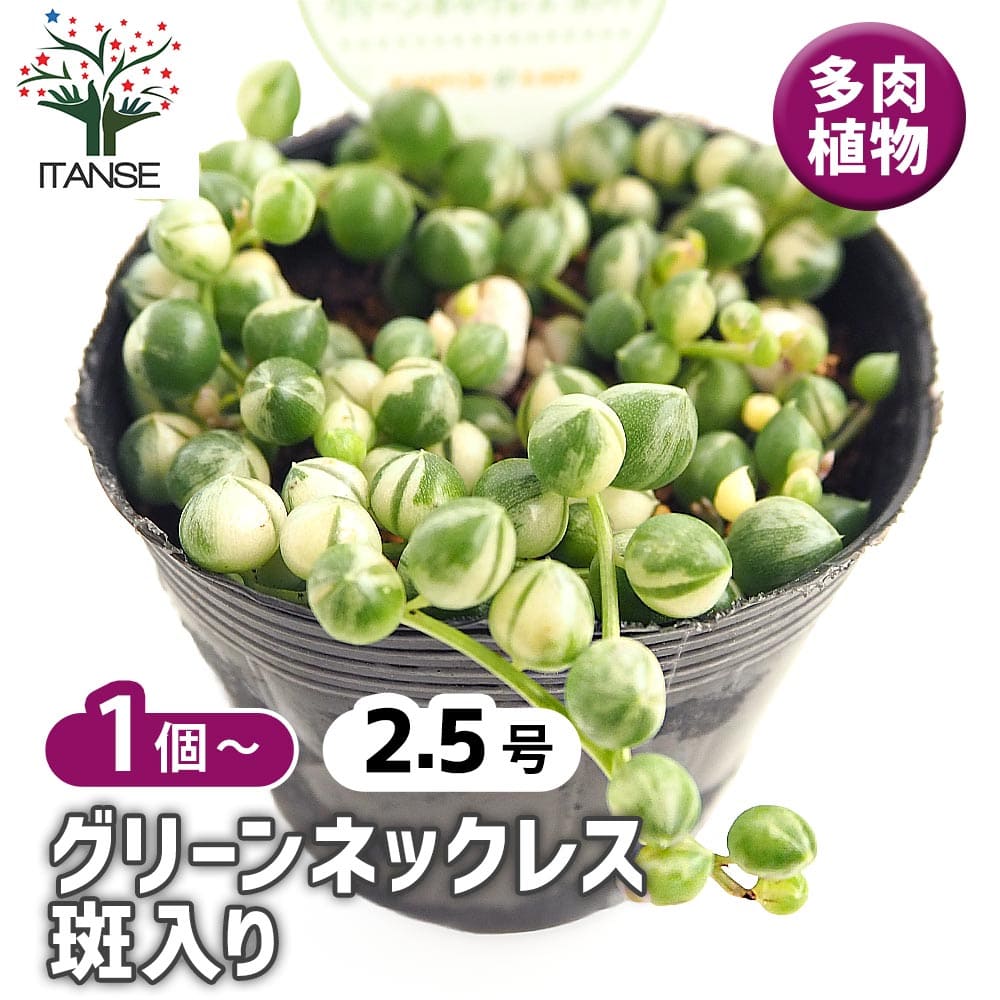 グリーンネックレス グリーンネックレス 斑入り 【多肉植物 2.5号】｜ 【植物の