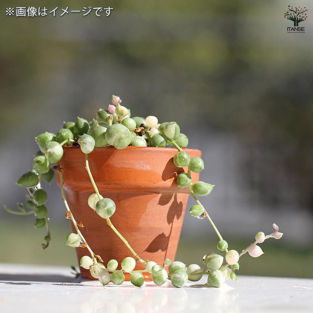 グリーンネックレス 園芸ネット本店｜グリーンネックレス：斑入り3号ポット の通販【公式】