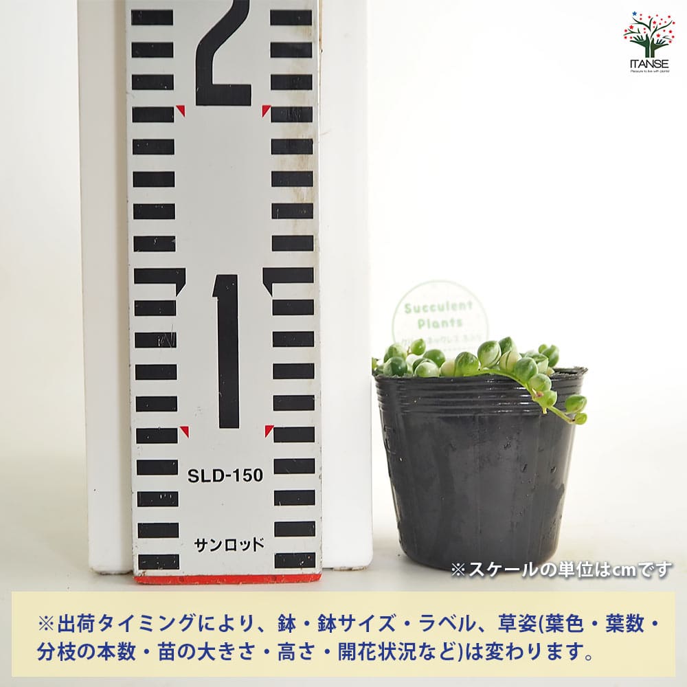 グリーンネックレス 斑入り 【多肉植物 2.5号】｜ 【植物の