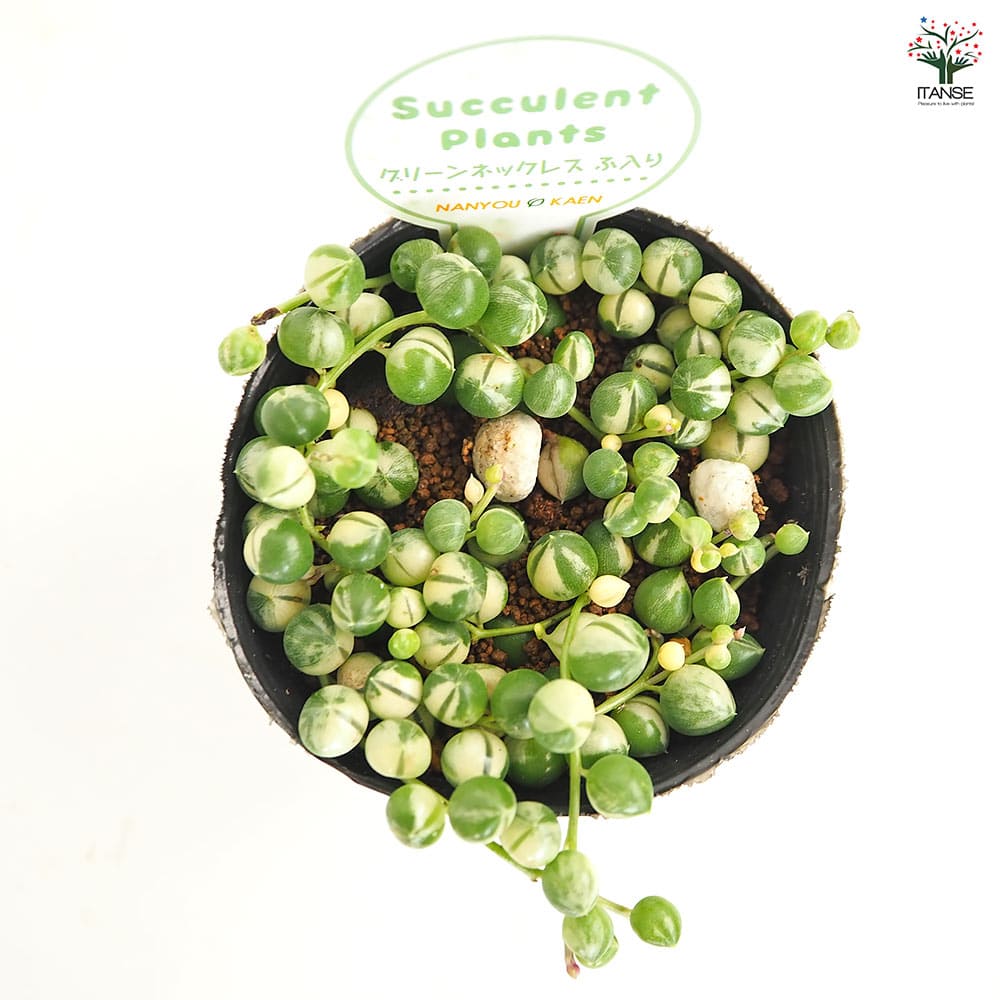 グリーンネックレス AGVN653250GS グリーンカルセドニー ネックレス｜ネックレス｜ヴァン