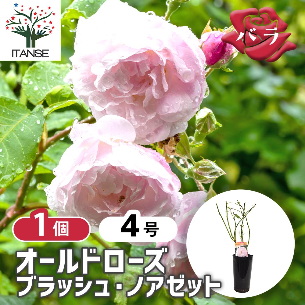 薔薇 ブラッシュ ノアゼット 接木苗【花苗 4号／1個売り】｜ 【植物の
