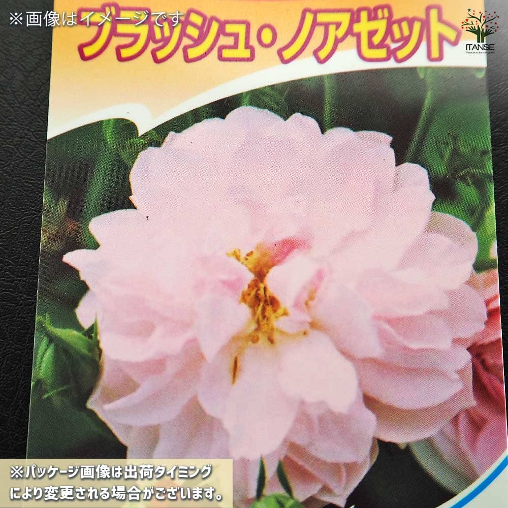 薔薇 ブラッシュ ノアゼット 接木苗【花苗 4号／1個売り】｜ 【植物の