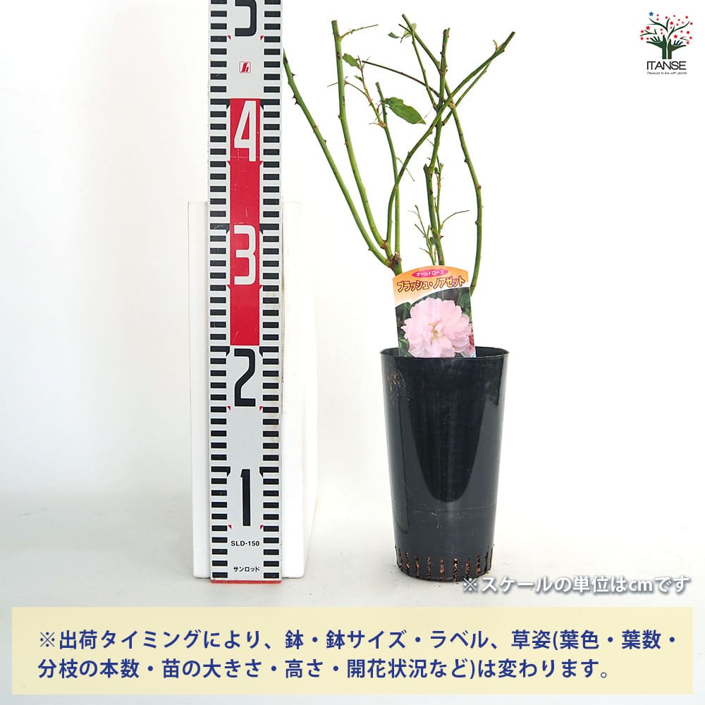 薔薇 ブラッシュ ノアゼット 接木苗【花苗 4号／1個売り】｜ 【植物の