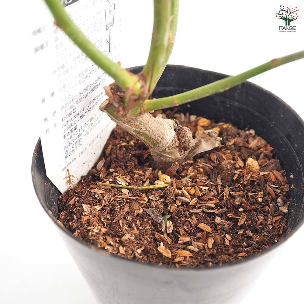 和バラ接木苗 和バラ 切花品種 クロッシュドマリアージュ 接木苗