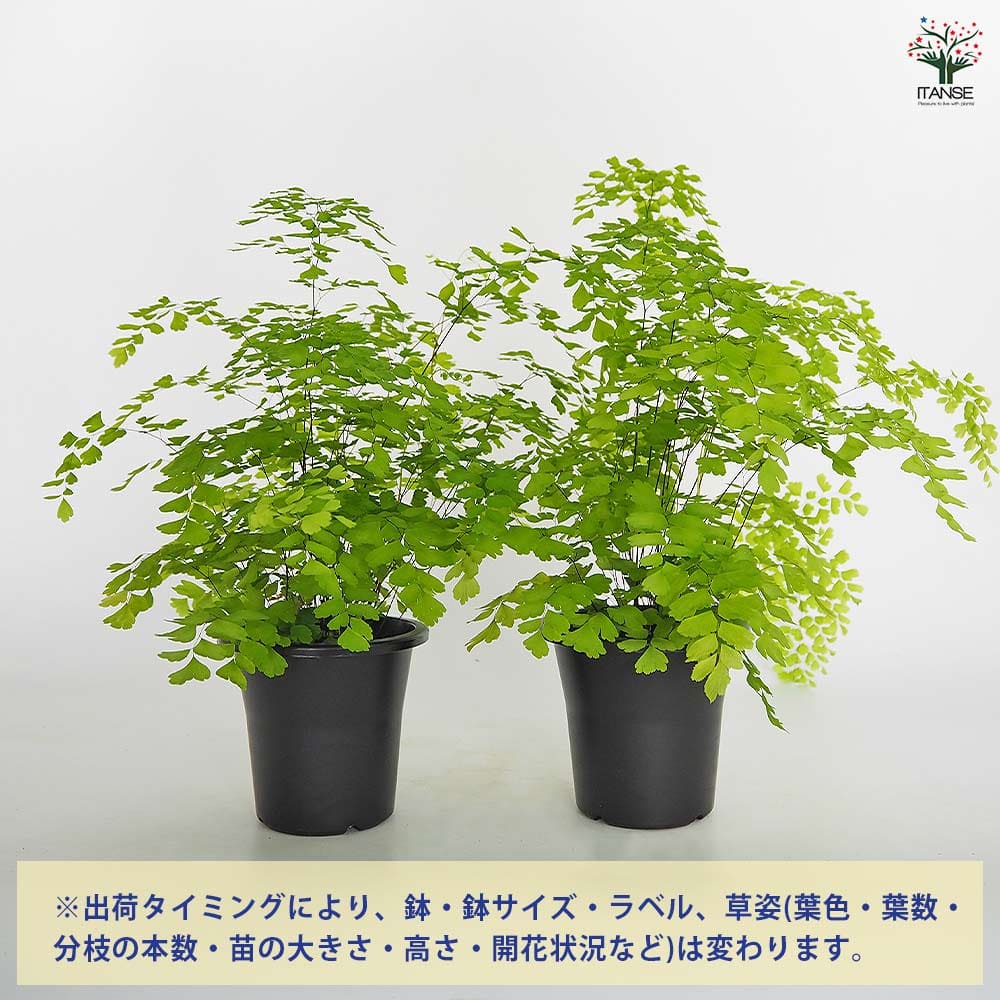 アジアンタム フラグランス 【観葉植物 4号】｜ 【植物のITANSE