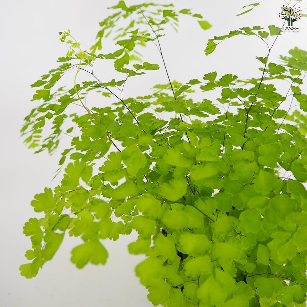 アジアンタム フラグランス 【観葉植物 4号】｜ 【植物のITANSE